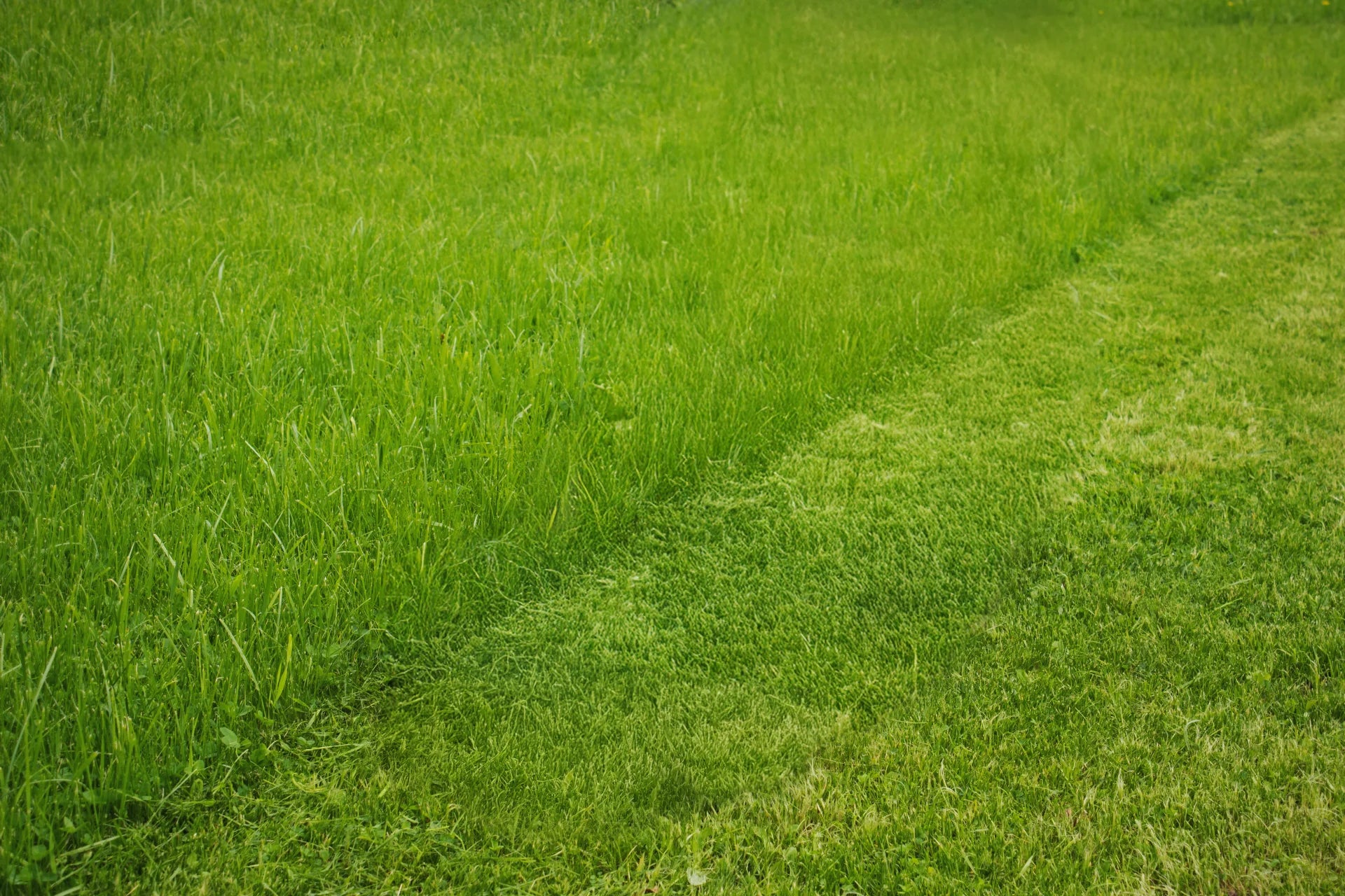 The Magic of Regular Mowing: Expert Tips from Dr. TerraMow